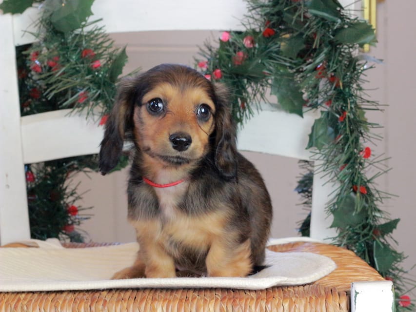 カニンヘンダックスフンド セーラ&スパーキの子犬 シェーデットレッド 女の子（2）