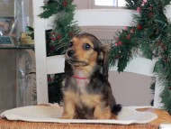 Kaninchen_Dachshund-09791