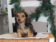 Kaninchen_Dachshund-09794