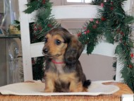 Kaninchen_Dachshund-09795