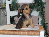 Kaninchen_Dachshund-09809