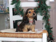 Kaninchen_Dachshund-09817 Kaninchen_Dachshund-09817