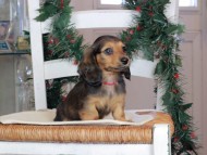 Kaninchen_Dachshund-09819