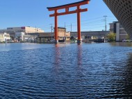 Kaninchen_Dachshund-1754