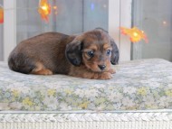 Kaninchen_Dachshund-19578