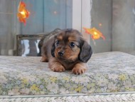 Kaninchen_Dachshund-19592