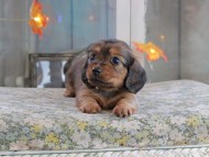 Kaninchen_Dachshund-19593