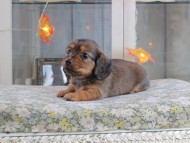 Kaninchen_Dachshund-19598