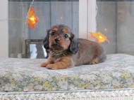 Kaninchen_Dachshund-19601