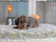 Kaninchen_Dachshund-19604