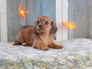 Kaninchen_Dachshund-19616 Kaninchen_Dachshund-19616