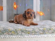 Kaninchen_Dachshund-19619 Kaninchen_Dachshund-19619