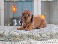 Kaninchen_Dachshund-19629 Kaninchen_Dachshund-19629