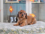 Kaninchen_Dachshund-19633 Kaninchen_Dachshund-19633