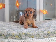 Kaninchen_Dachshund-19645 Kaninchen_Dachshund-19645