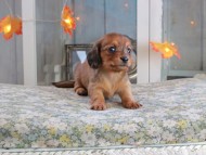 Kaninchen_Dachshund-19646 Kaninchen_Dachshund-19646