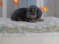 Kaninchen_Dachshund-19650