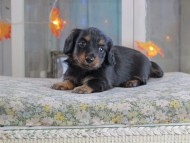 Kaninchen_Dachshund-19659 Kaninchen_Dachshund-19659