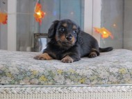 Kaninchen_Dachshund-19668 Kaninchen_Dachshund-19668