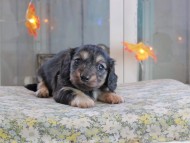 Kaninchen_Dachshund-19696