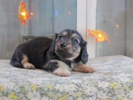 Kaninchen_Dachshund-19712