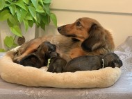Kaninchen_Dachshund-2 Kaninchen_Dachshund-2