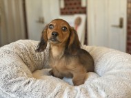 Kaninchen_Dachshund-21 Kaninchen_Dachshund-21