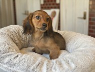 Kaninchen_Dachshund-22 Kaninchen_Dachshund-22