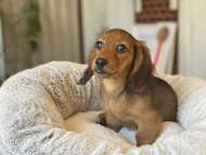 Kaninchen_Dachshund-23
