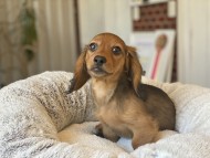 Kaninchen_Dachshund-24 Kaninchen_Dachshund-24