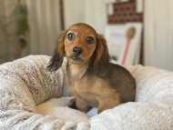 Kaninchen_Dachshund-25