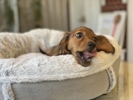 Kaninchen_Dachshund-26 Kaninchen_Dachshund-26