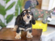 Kaninchen_Dachshund-5516