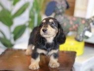 Kaninchen_Dachshund-5517