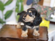 Kaninchen_Dachshund-5534