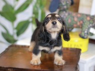 Kaninchen_Dachshund-5541