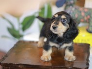 Kaninchen_Dachshund-5543