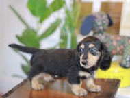 Kaninchen_Dachshund-5546