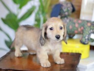 Kaninchen_Dachshund-5584