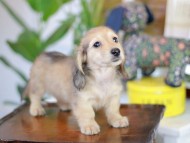 Kaninchen_Dachshund-5590 Kaninchen_Dachshund-5590