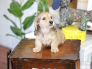 Kaninchen_Dachshund-5620 Kaninchen_Dachshund-5620