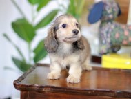 Kaninchen_Dachshund-5645