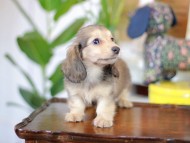 Kaninchen_Dachshund-5649