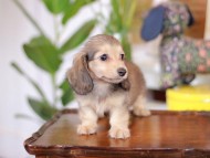 Kaninchen_Dachshund-5657