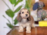 Kaninchen_Dachshund-5662 Kaninchen_Dachshund-5662