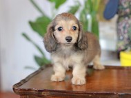 Kaninchen_Dachshund-5668