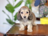 Kaninchen_Dachshund-5671 Kaninchen_Dachshund-5671