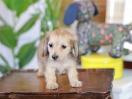 Kaninchen_Dachshund-5690