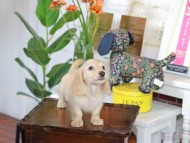 Kaninchen_Dachshund-5754 Kaninchen_Dachshund-5754