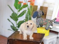 Kaninchen_Dachshund-5765